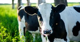 NSW Government Announces New Food Safety Program For Small Dairy Processors
