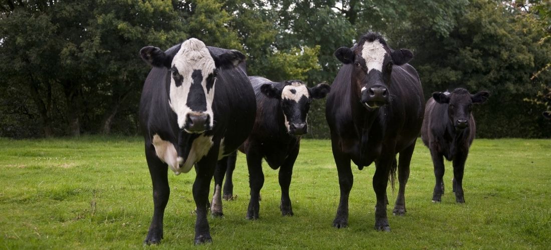 Bovine Spongiform Encephalopathy (BSE) and what you need to know